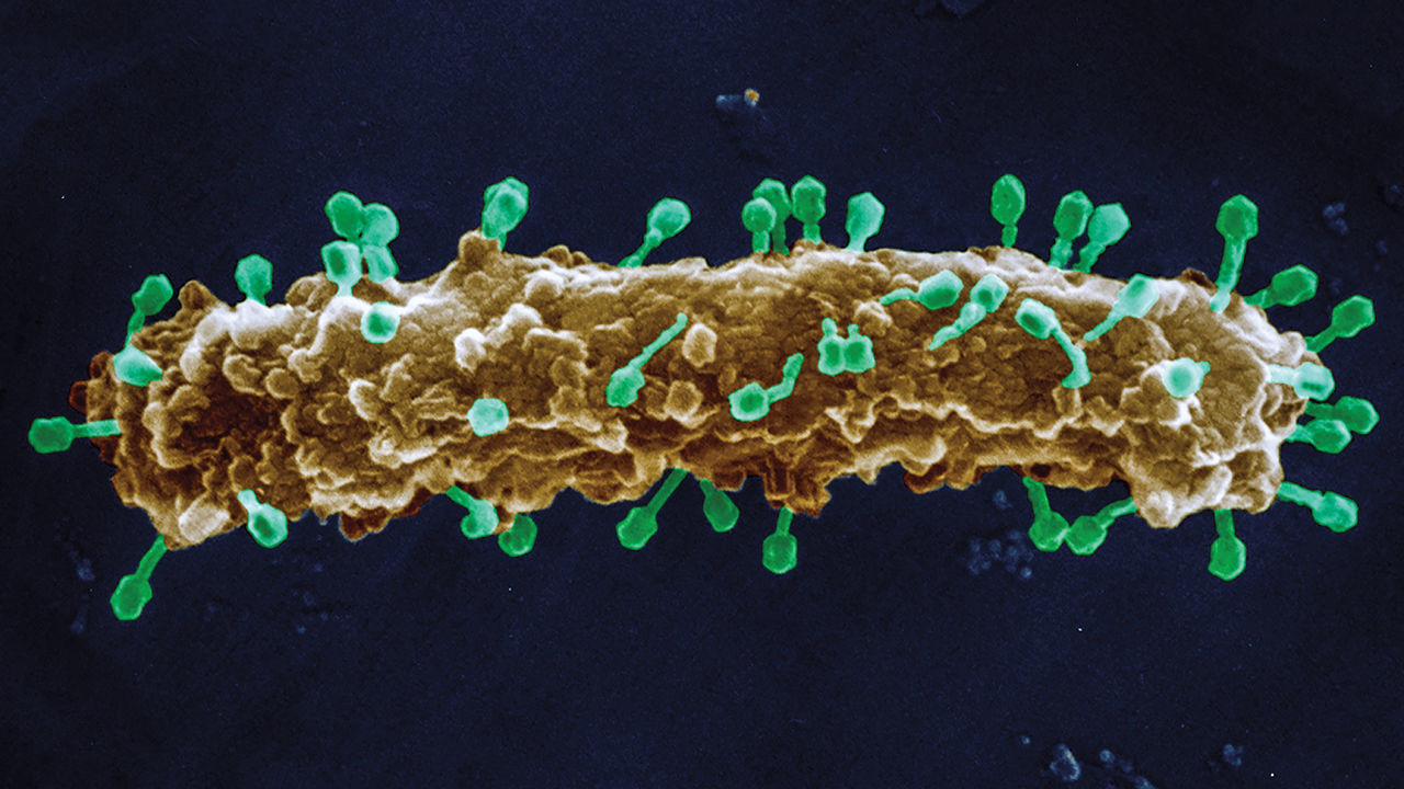 Bacteriophages attacking Escherichia coli.